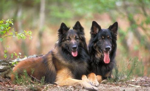 高清比利时特伏丹犬图片狗图片动物图片第4张