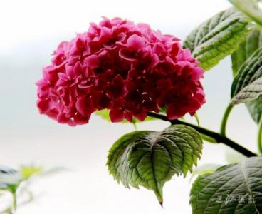 植物图片 _ 第(13)张
