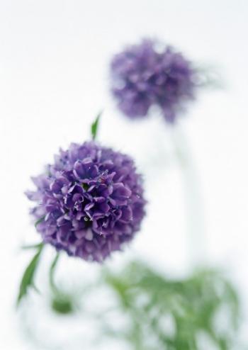 植物图片 _ 第(1)张