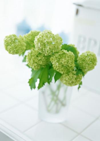 植物图片 _ 第(7)张