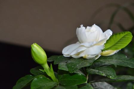 植物图片 _ 第(10)张