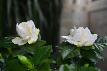 植物图片 _ 第(11)张