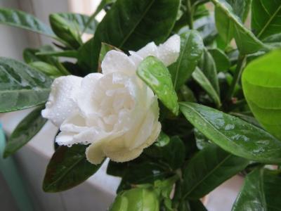 植物图片 _ 第(23)张