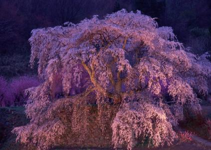 植物图片 _ 第(16)张