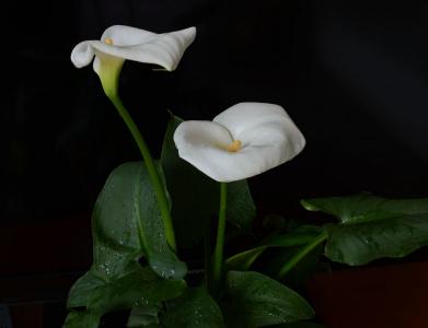 植物图片 _ 第(17)张