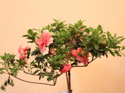 植物图片 _ 第(11)张