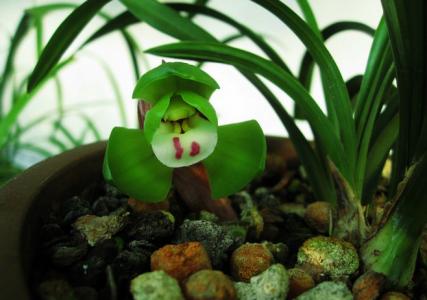 植物图片 _ 第(15)张