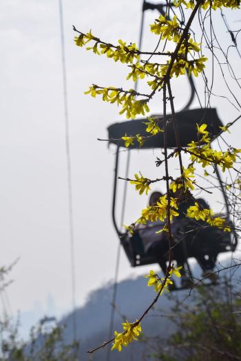 植物图片 _ 第(7)张