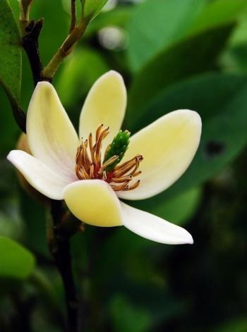 植物第6张