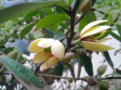 植物图片 _ 第(13)张