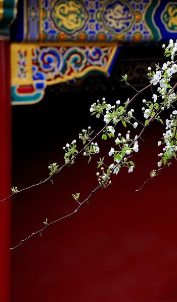 植物图片 _ 第(11)张