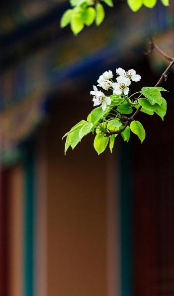 植物图片 _ 第(15)张