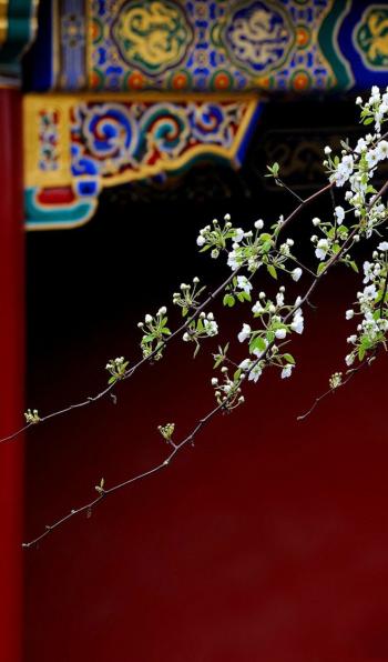 植物图片 _ 第(18)张