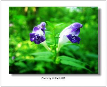 植物图片 _ 第(5)张