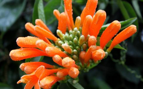 植物图片 _ 第(20)张