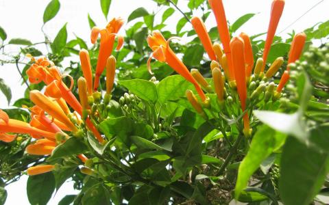 植物图片 _ 第(22)张