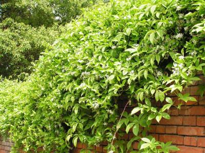 植物图片 _ 第(11)张