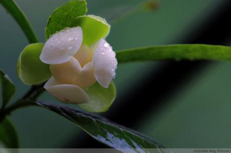 植物图片 _ 第(6)张