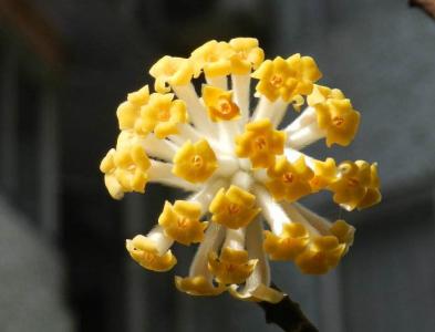 植物图片 _ 第(14)张