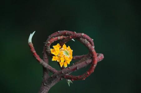 植物图片 _ 第(19)张