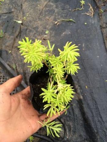 植物图片 _ 第(9)张