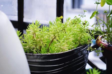 植物图片 _ 第(10)张