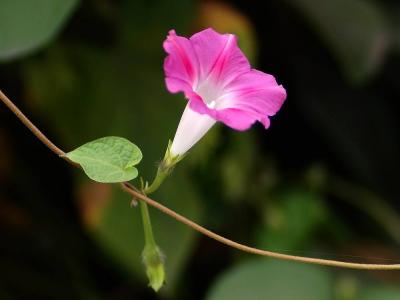 植物图片 _ 第(18)张