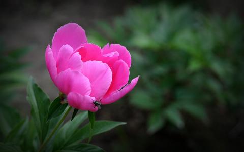 植物图片 _ 第(18)张