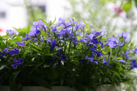 植物图片 _ 第(18)张