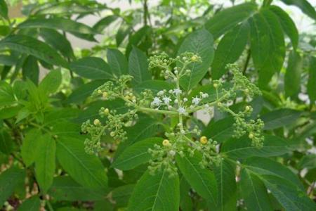 植物图片 _ 第(12)张