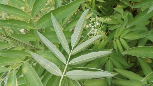 植物图片 _ 第(13)张