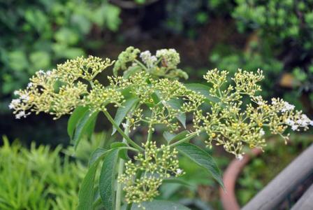 植物图片 _ 第(16)张