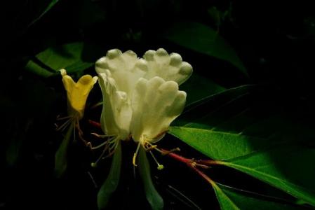 植物图片 _ 第(11)张