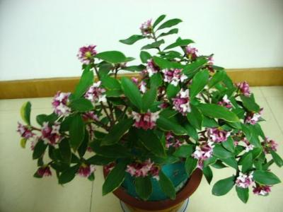 植物图片 _ 第(12)张