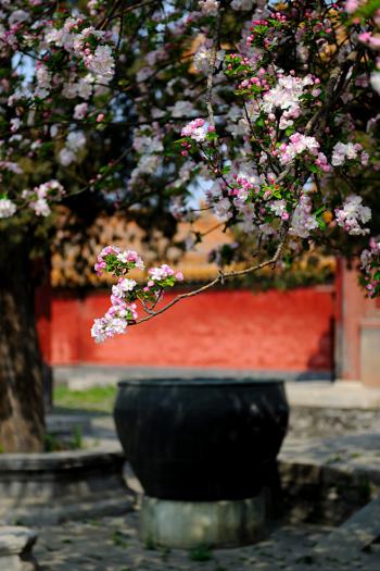 郁金香花图片 郁金香图片 郁金香植物图片第3张