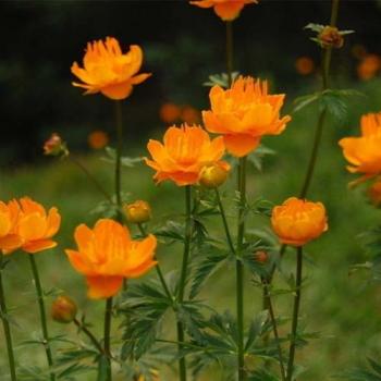 郁金香花图片 郁金香图片 郁金香植物图片第0张