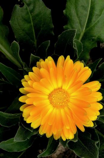 郁金香花图片 郁金香图片 郁金香植物图片第3张