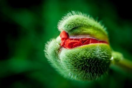 植物图片图片 _ 第(5)张