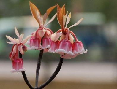 郁金香花图片 郁金香图片 郁金香植物图片第0张
