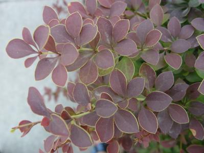 植物图片图片 _ 第(5)张