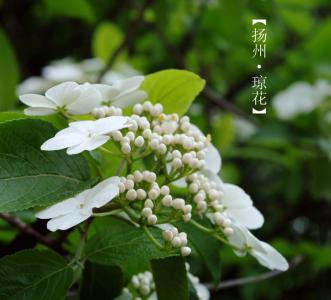 植物图片图片 _ 第(1)张