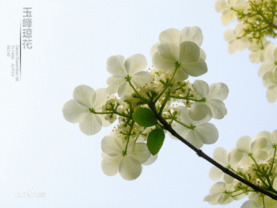 植物图片图片 _ 第(10)张