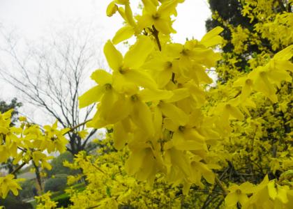植物图片图片 _ 第(1)张