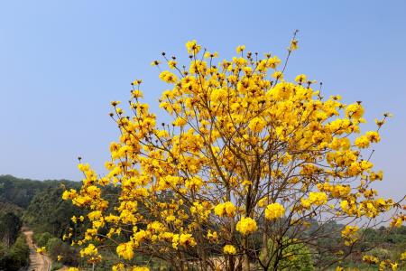 植物图片图片 _ 第(9)张