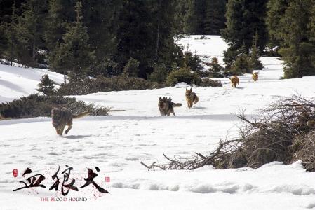 苏俄猎狼犬图片 动物狗图片 狩猎犬图片大全第2张