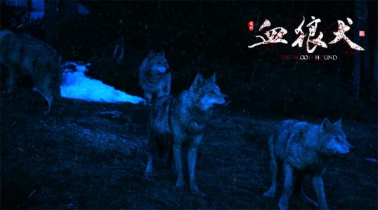 苏俄猎狼犬图片 动物狗图片 狩猎犬图片大全第3张