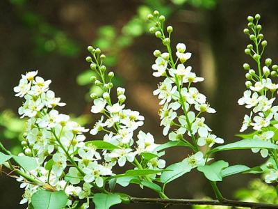 植物图片图片 _ 第(10)张