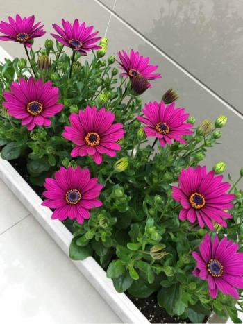 植物图片图片 _ 第(4)张