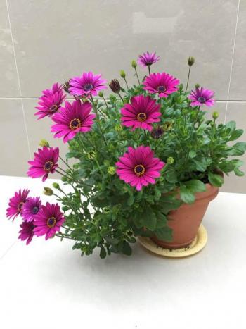 植物图片图片 _ 第(5)张