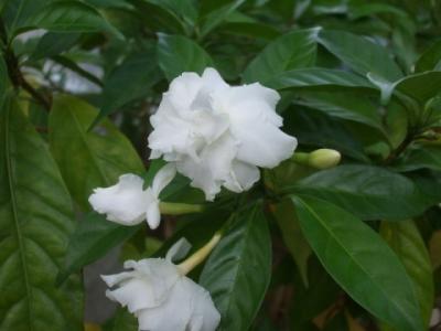 植物图片图片 _ 第(1)张